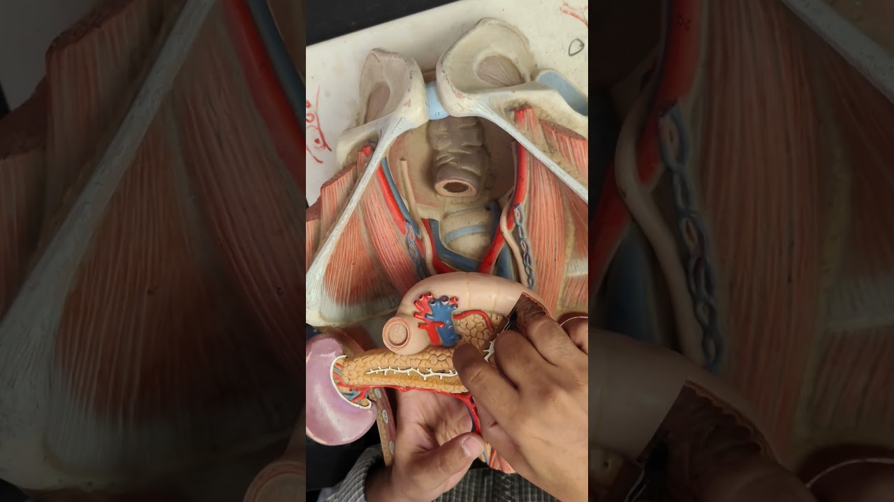 Practical of Pancreas and supra renal gland