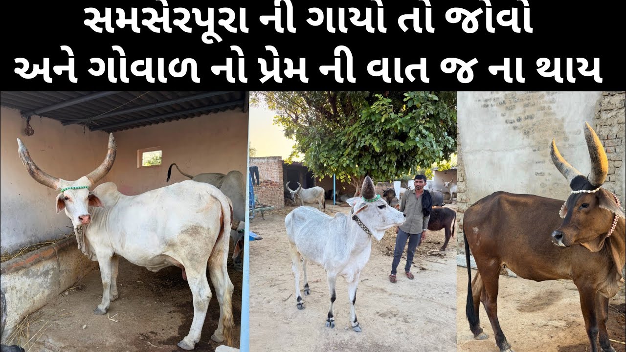Best kankrej cow વાહ કાંકરેજ #bharattharanikankrejcow #cow #gaya 