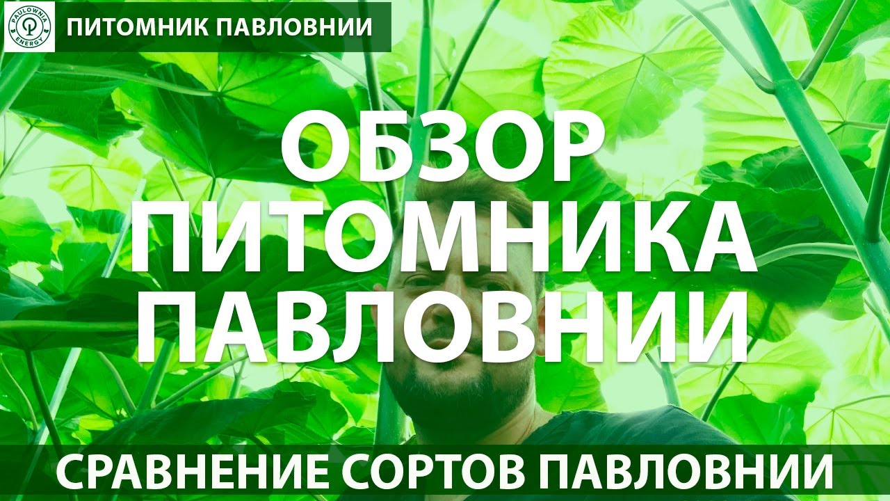 Обзор Питомника Павловнии. Сравнение сортов Паловнии Shan tong, Paotong Z07, Tomentosa, Energy.