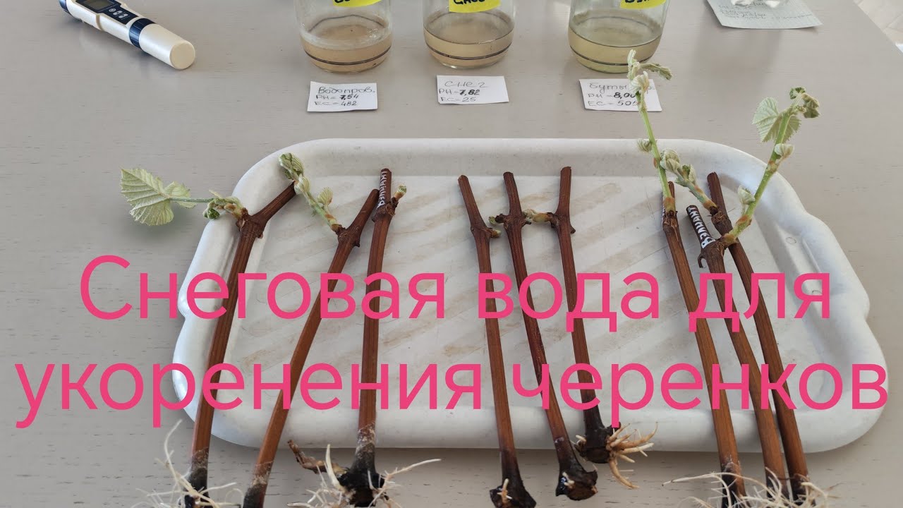 Снеговая вода для окоренения черенков 