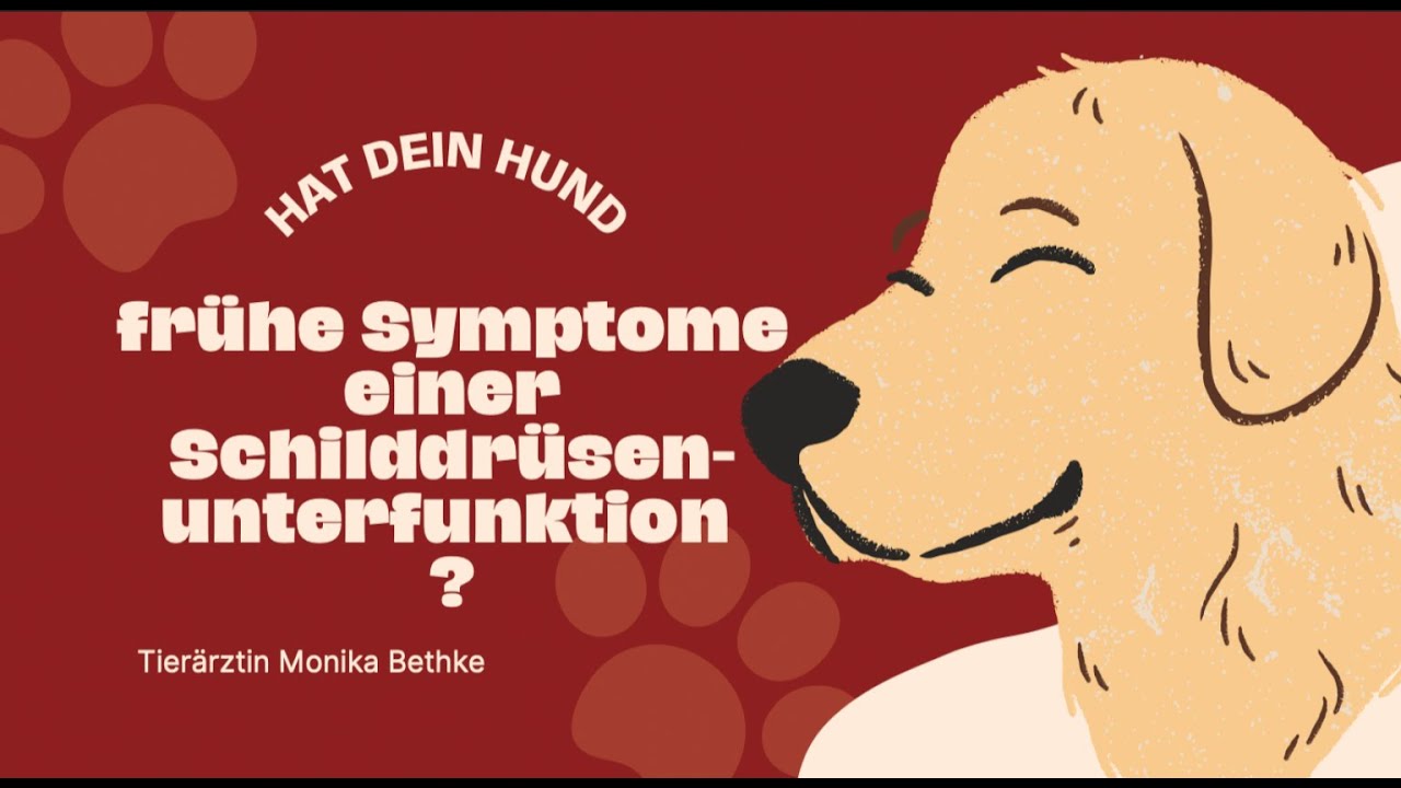Hat Dein Hund frühe Symptome einer Schilddrüsenunterfunktion?