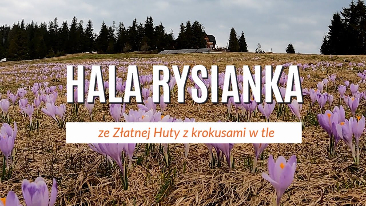 Rysianka szlak ze Złatnej Huty