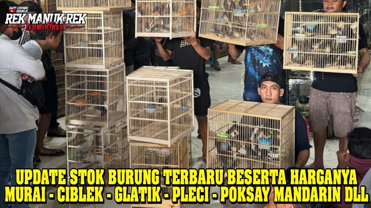 UPDATE STOK BURUNG TERBARU BESERTA HARGANYA - MURAI - CIBLEK - GLATIK - PLECI - POKSAY MANDARIN DLL