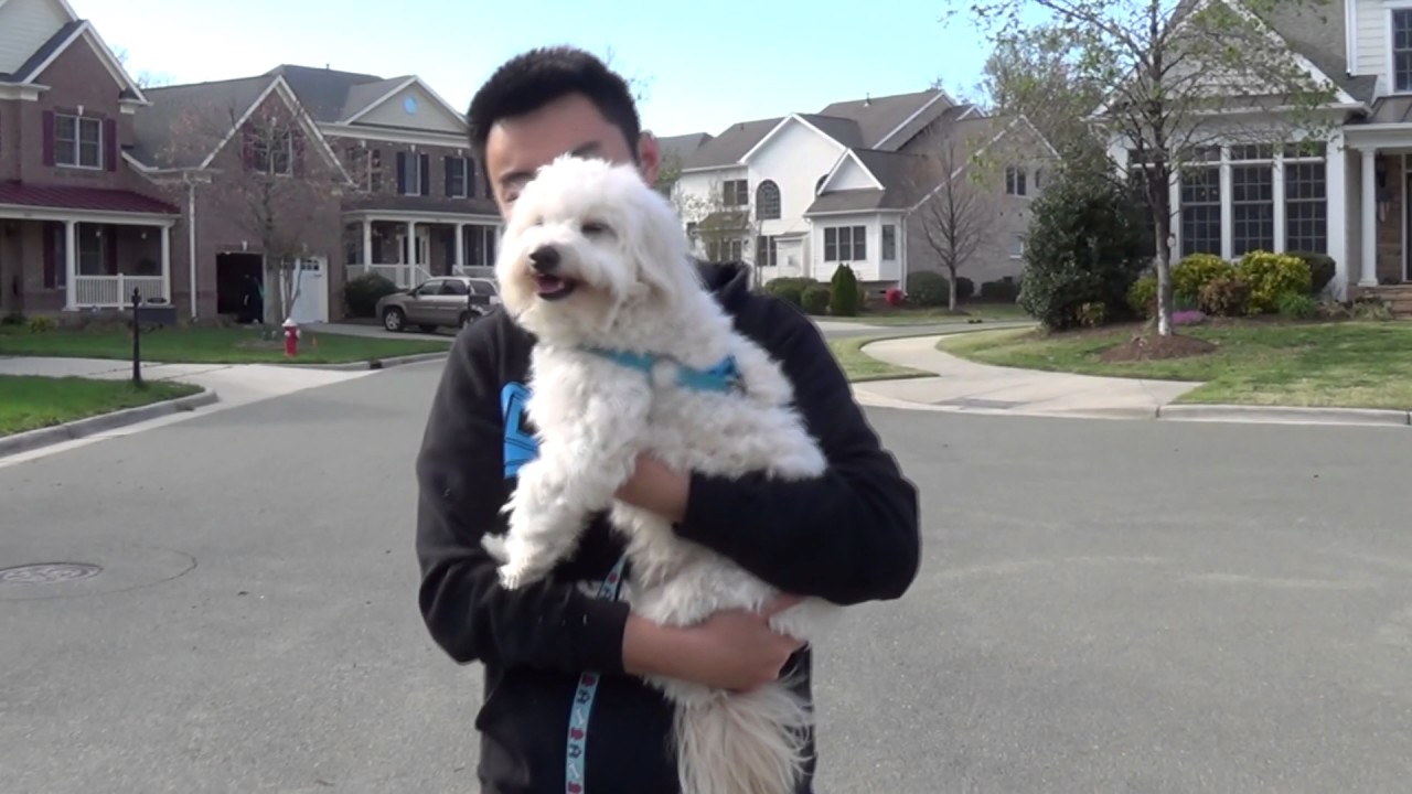 A Puppy's Day - Captain the Maltipoo turns 2!