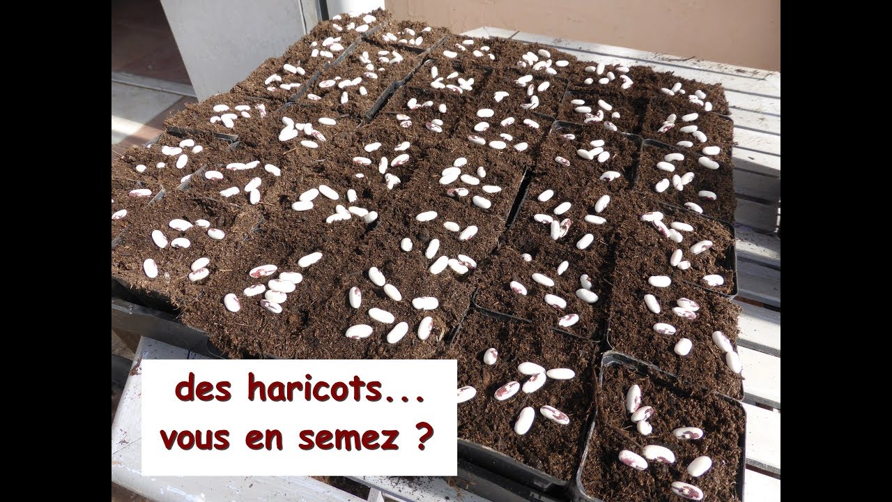 Et vous, vous semez des HARICOTS ?...