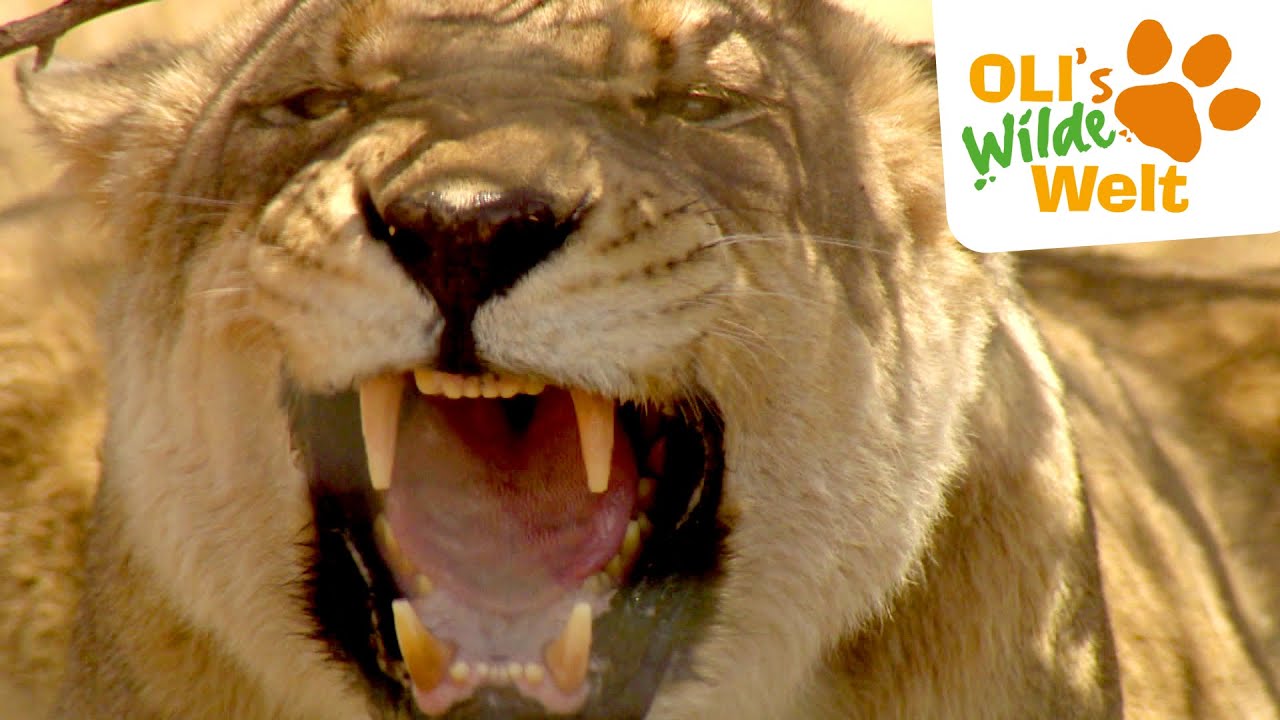 Die Löwenschule | OLI's Wilde Welt