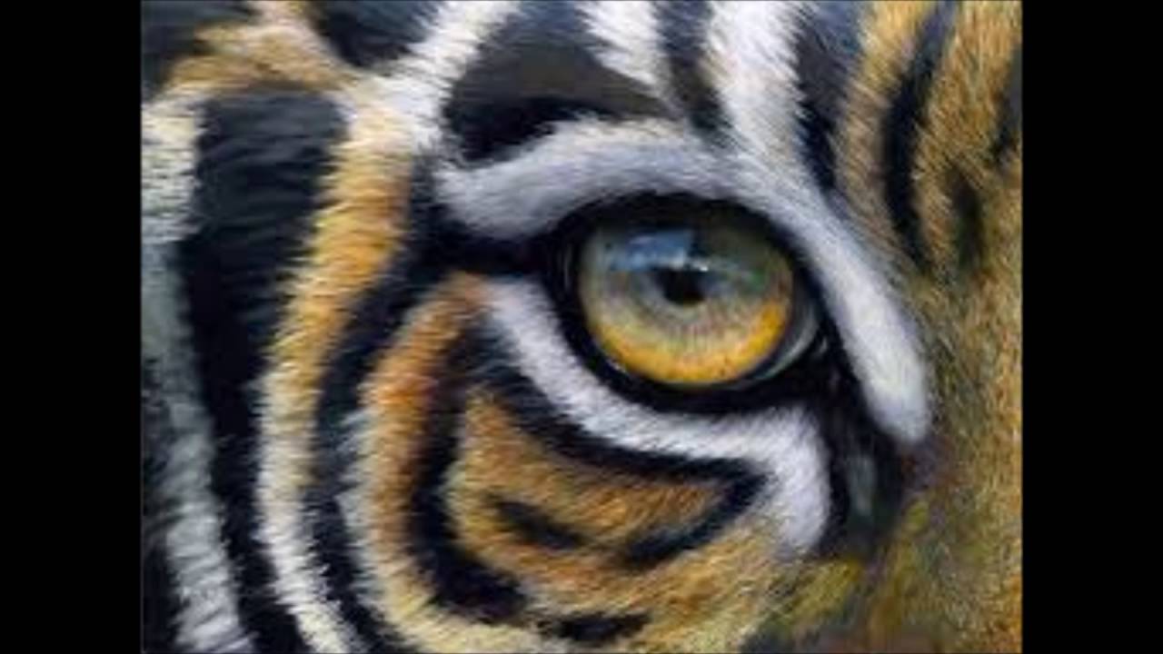 Eye Of the Tiger Ear Rape