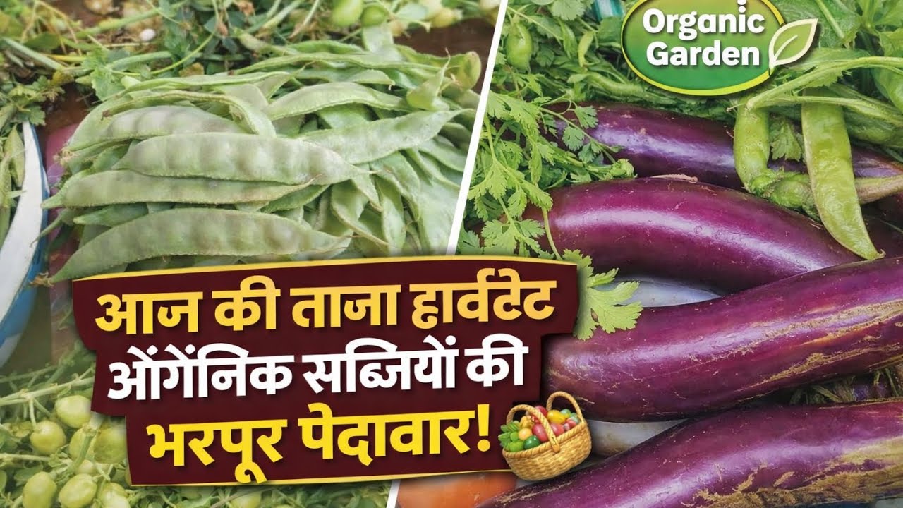 Home garden Harvest#harvesting #fresh #vegetables #gardening 