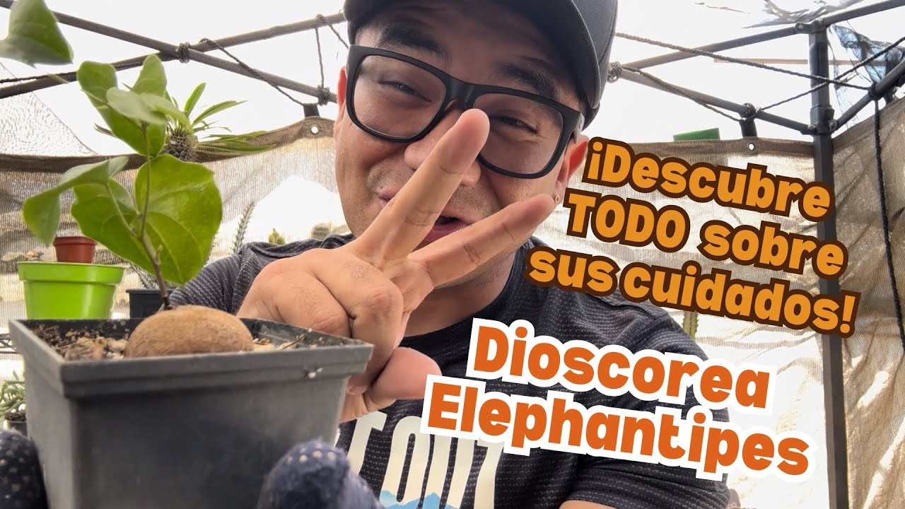 Cuidado Completo de la Dioscorea Elephantipes: Floración, Riego y Transplante