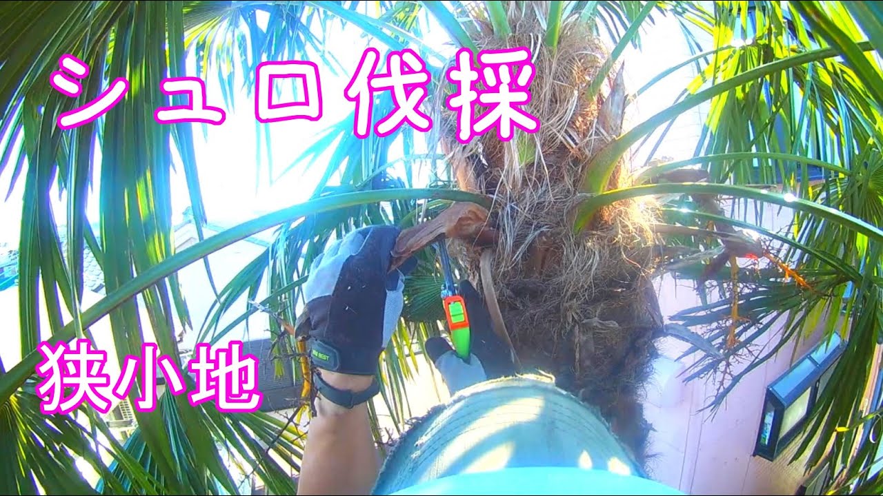 シュロ伐採 【庭木の伐採】住宅に囲まれたお庭 #TreeRemoval  #makitaMUC256