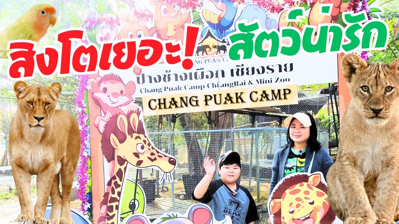 ปางช้างเผือกเชียงราย  ไม่มีช้างนะ! แต่มีสิงโตเยอะมากๆ ใกล้ชิดสุดๆ มาเชียงรายห้ามพลาดเลย 2026