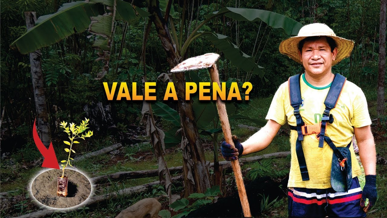 Começando do ZERO na Roça 🌱 | Vale a Pena Plantar Assim?