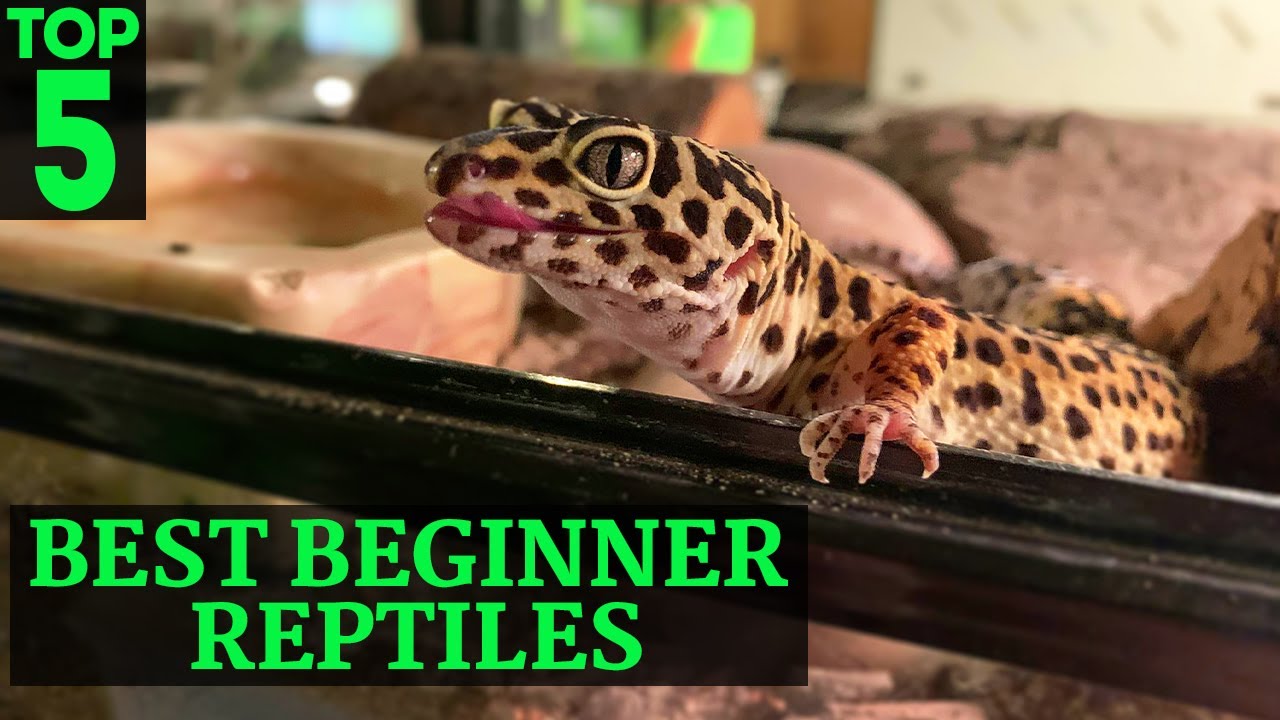 Top 5 Best Beginner Reptiles