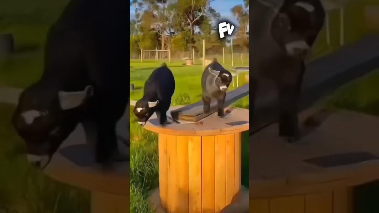 cute animal behavior #funny #funnyvideo #animals #funnyanimals #cat #pets #dog