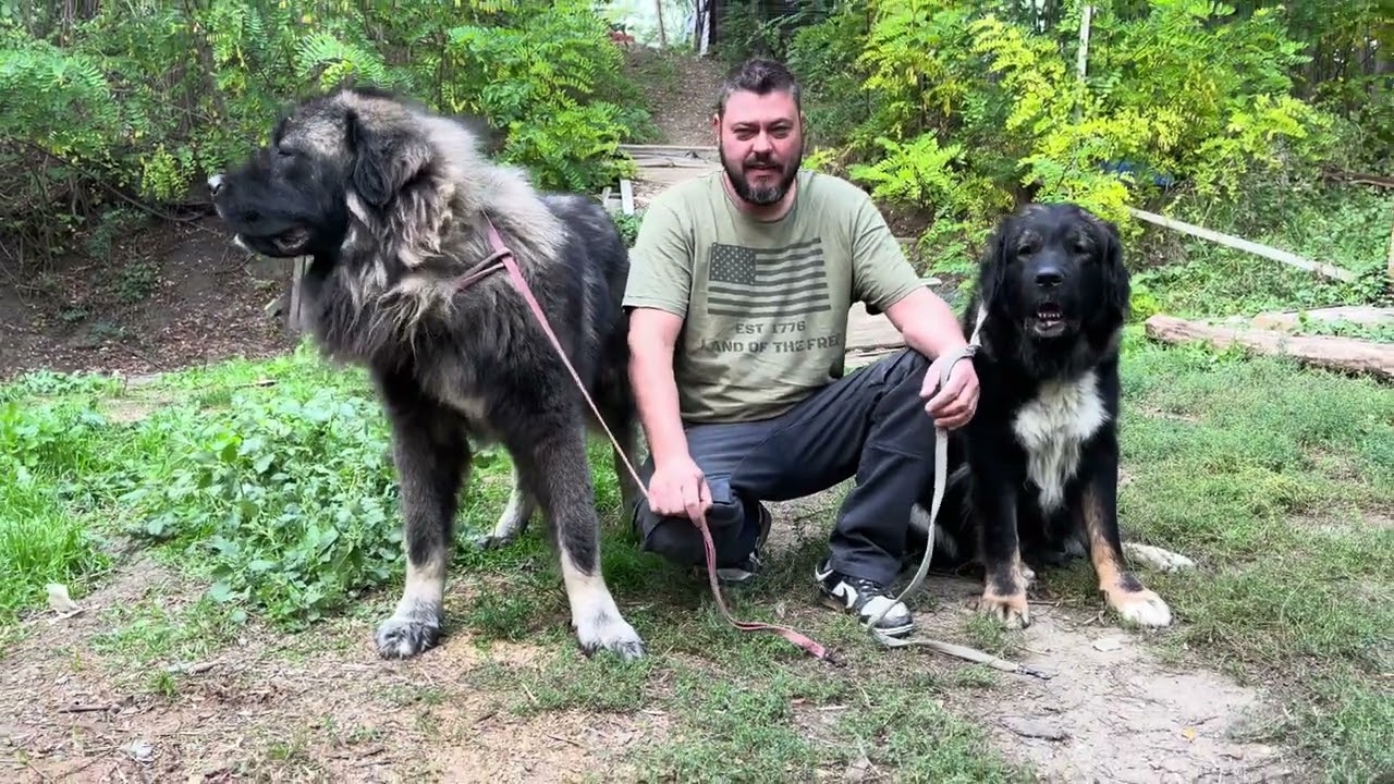 Greutate pui ciobanesc caucazian 3 saptamani si parintii acestora