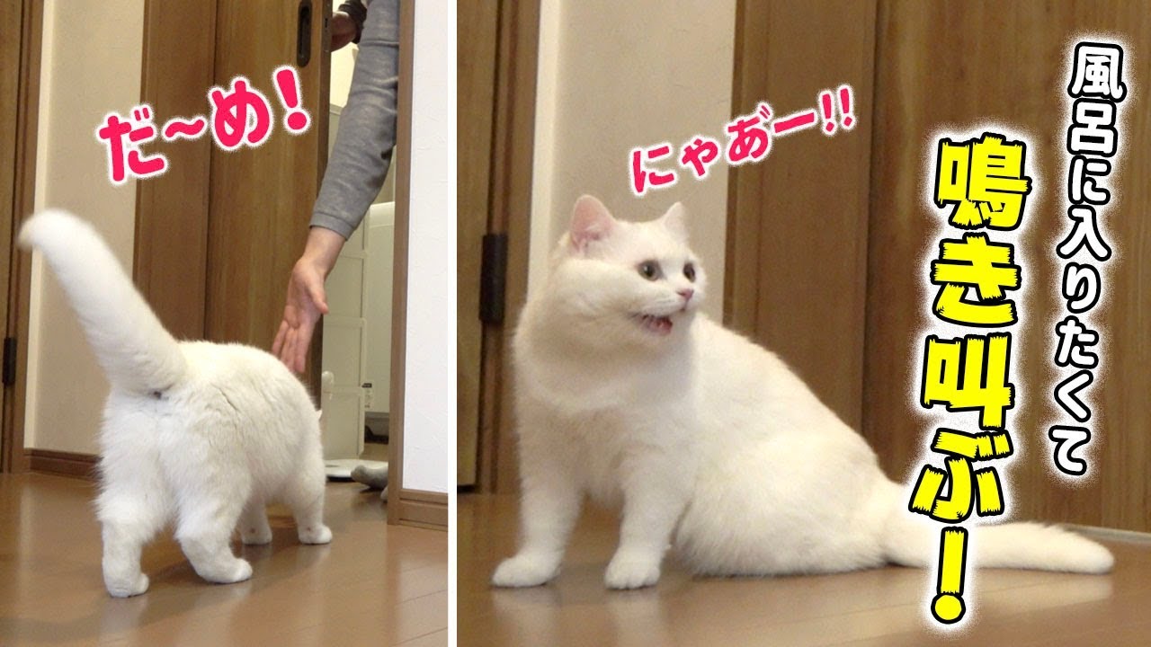 【隠し撮り】飼い主がちょっとお風呂に入るだけでこうなります...!!!
