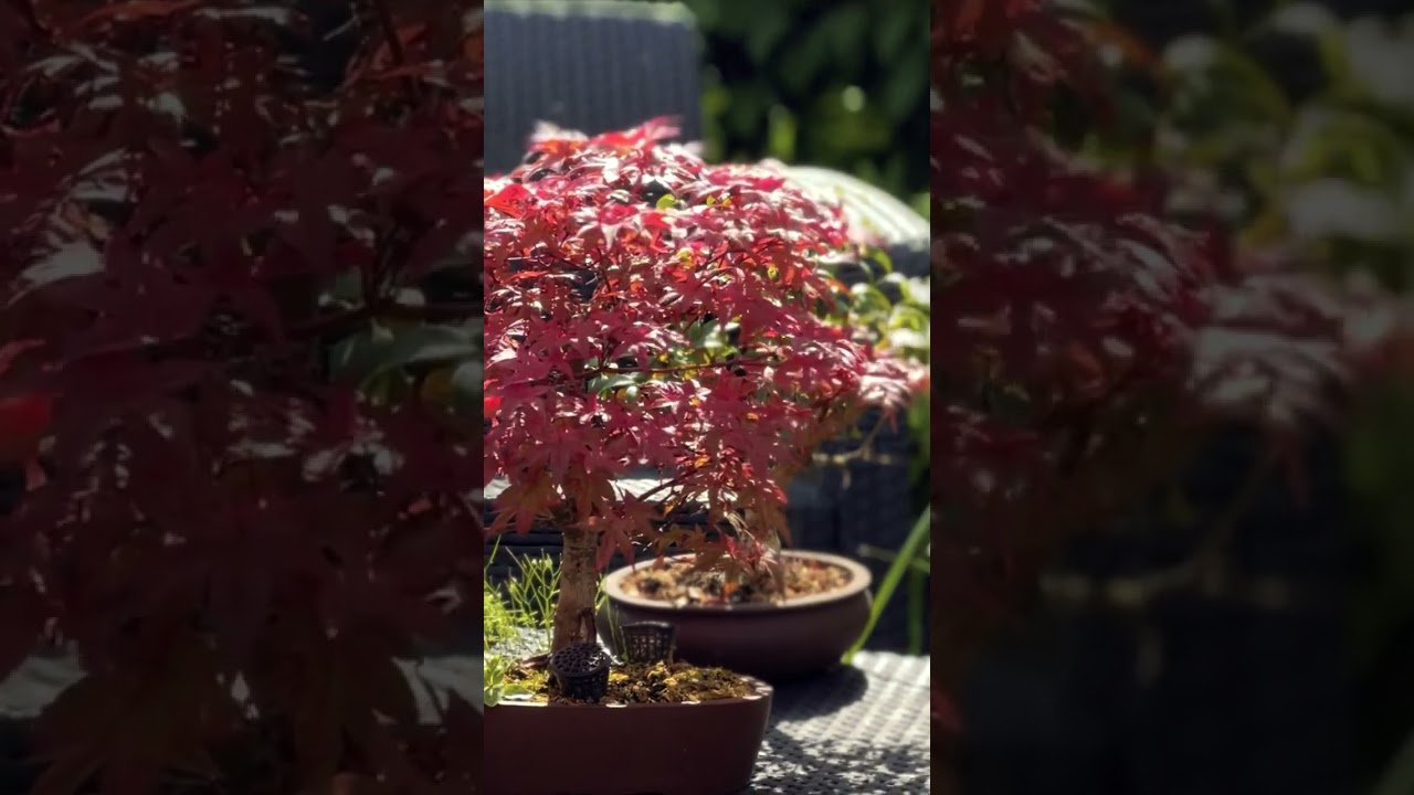 The SECRETS of successful bonsai pruning. When to cut or grow