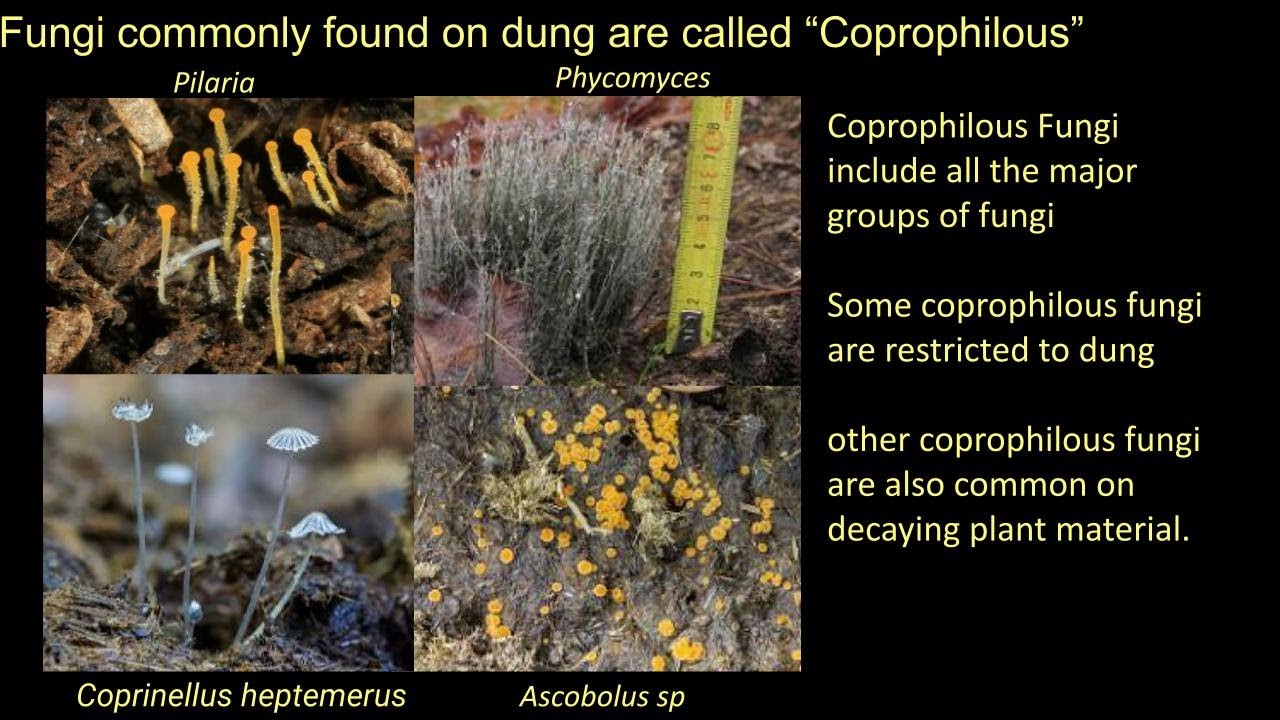 Fungal Communities Module 3: Dung Fungi - an ecosystem in a microcosm