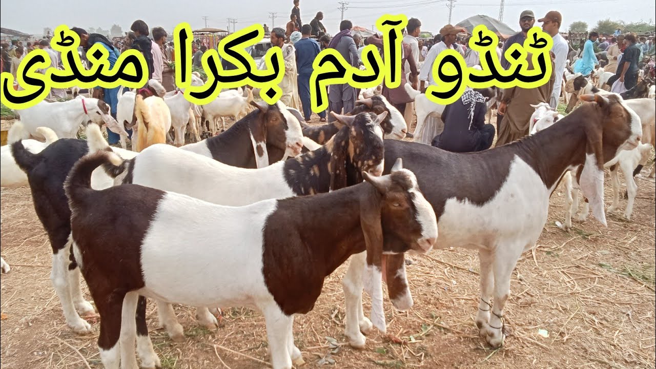 Tando Adam Bakra Mandi #2025 Karachi#qurbanvlogs #animals #eiduladha2025#lahore #islamicvideos #goat