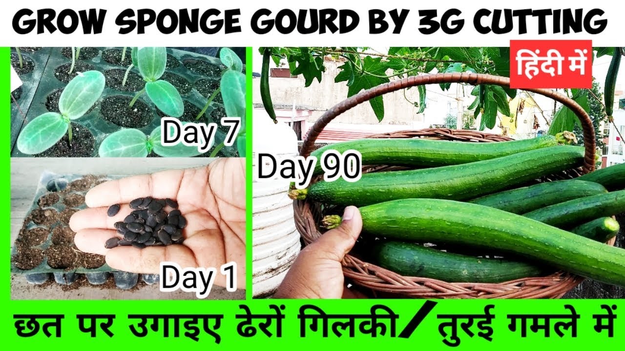 गमले में ढेरों गिलकी / तुरई उगाइए 3G कटिंग से How To Grow Sponge Gourd In Container