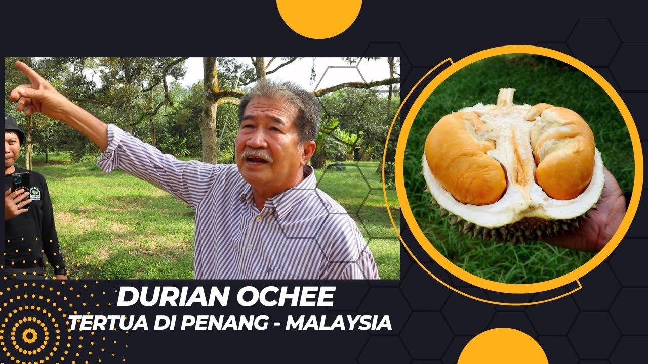 DURIAN OCHEE CHAMPIONS, TERBAIK SEDUNIA!!!