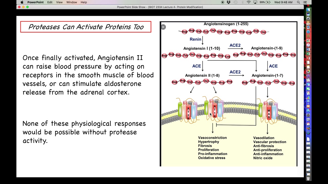 Proteomics - Protein Degradation in the Cell