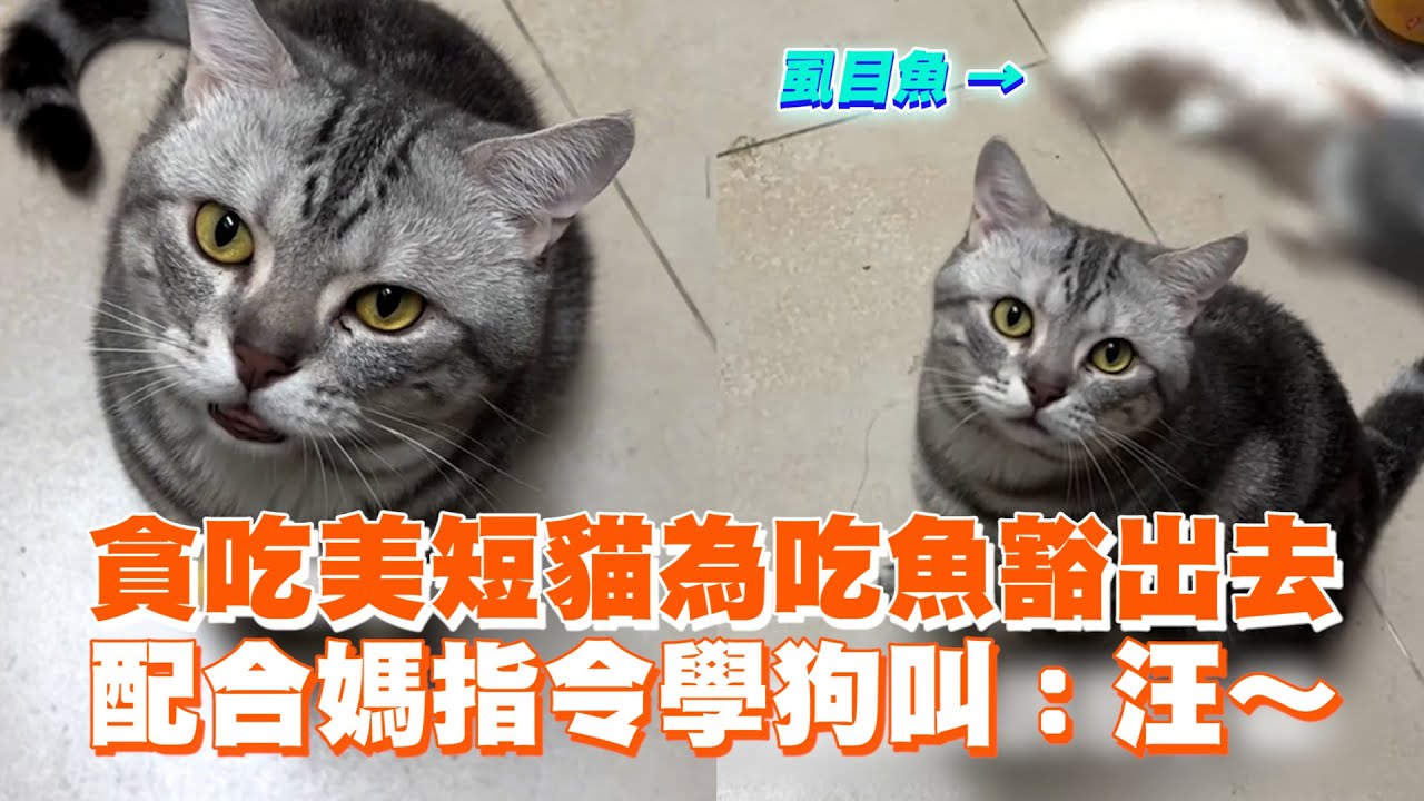 貪吃美短貓為吃魚豁出去　配合媽指令學狗叫：汪～ ｜#寵物雲