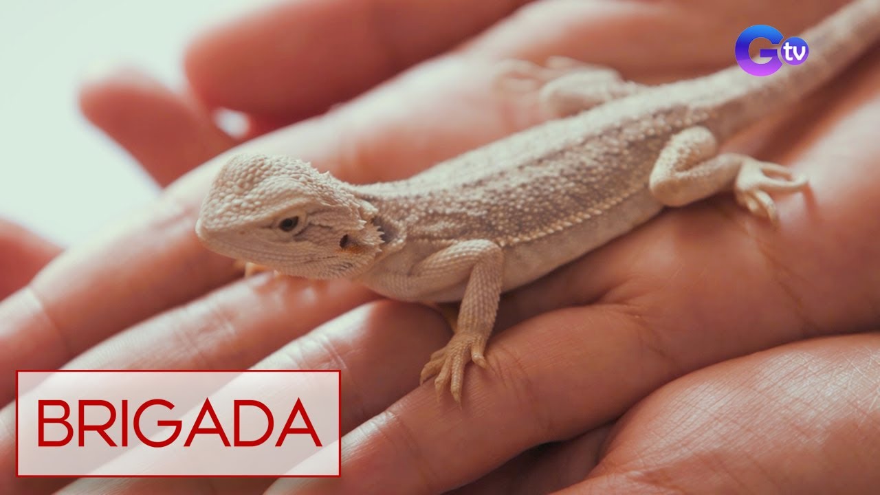 Pet, mala-dragon ang hitsura?! | Brigada