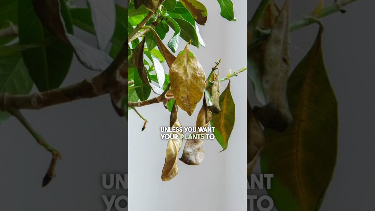 Прекратите заносить комнатные растения в помещение во время заморозков! Вместо этого сделайте вот...