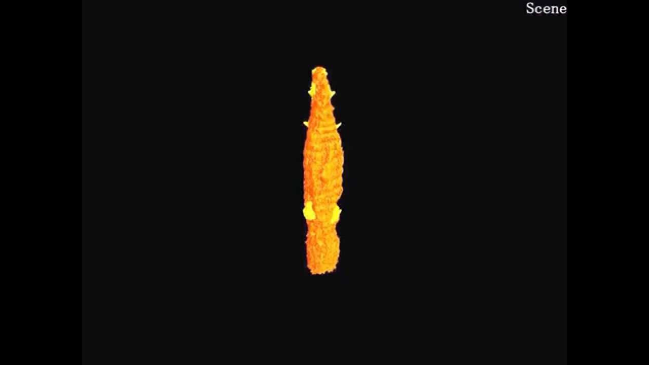 Armored kinorhynch-like scalidophoran animals from the early Cambrian