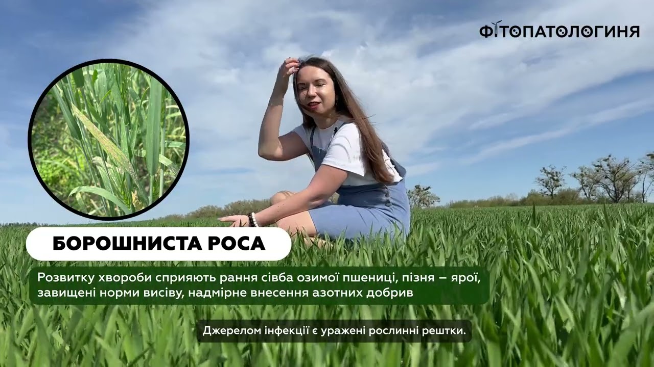 Хвороби на пшениці: як визначити? – Фітопатологиня