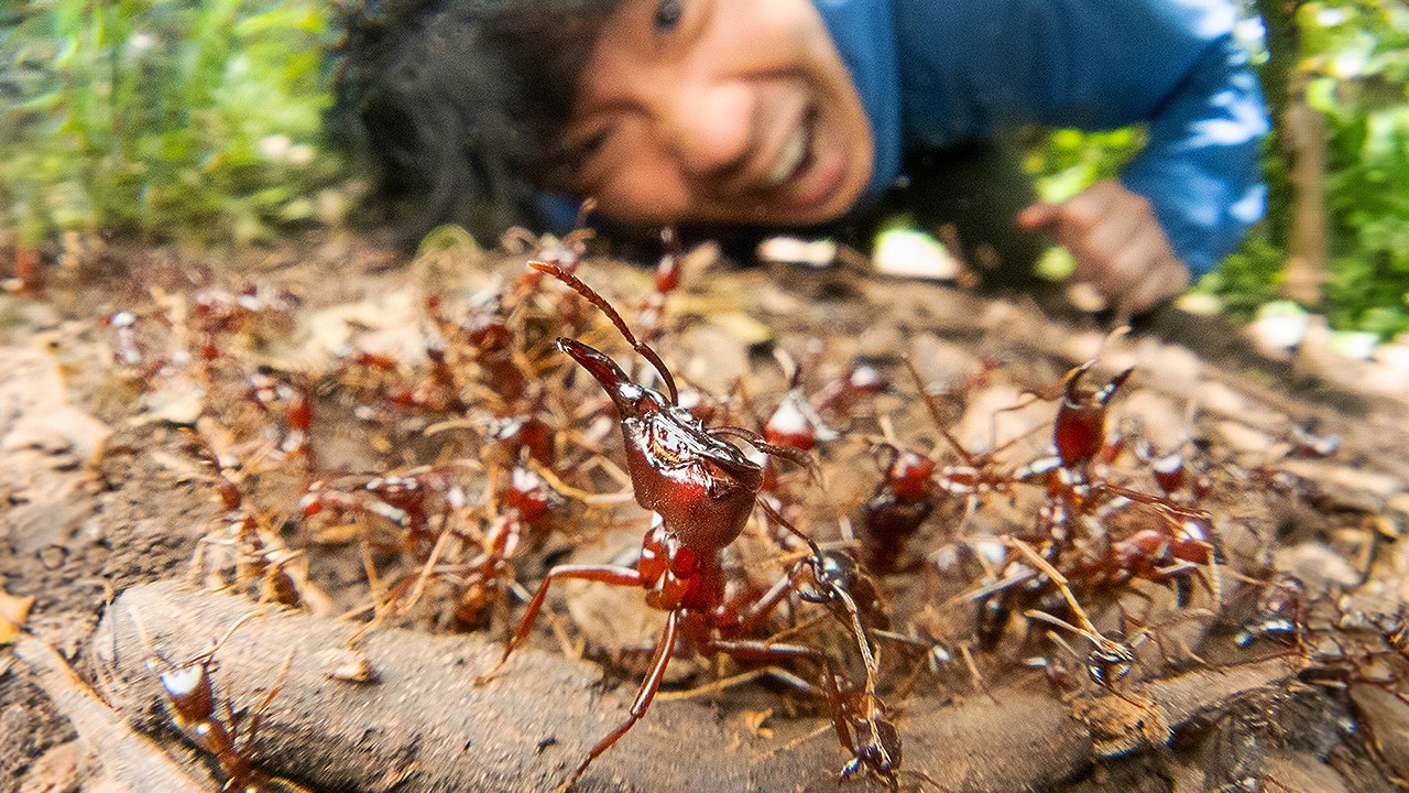 【閲覧注意】ケニアで危険なサスライアリを観察してみた