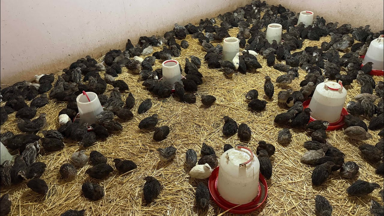 هنا مشروع 1000درهم ربح يوميا ان شاء الله 