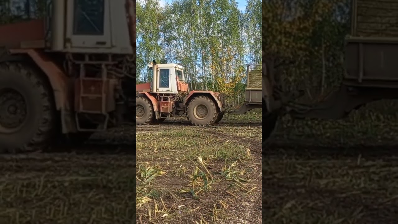 Уборка кукурузы 2023.кировец 744р3