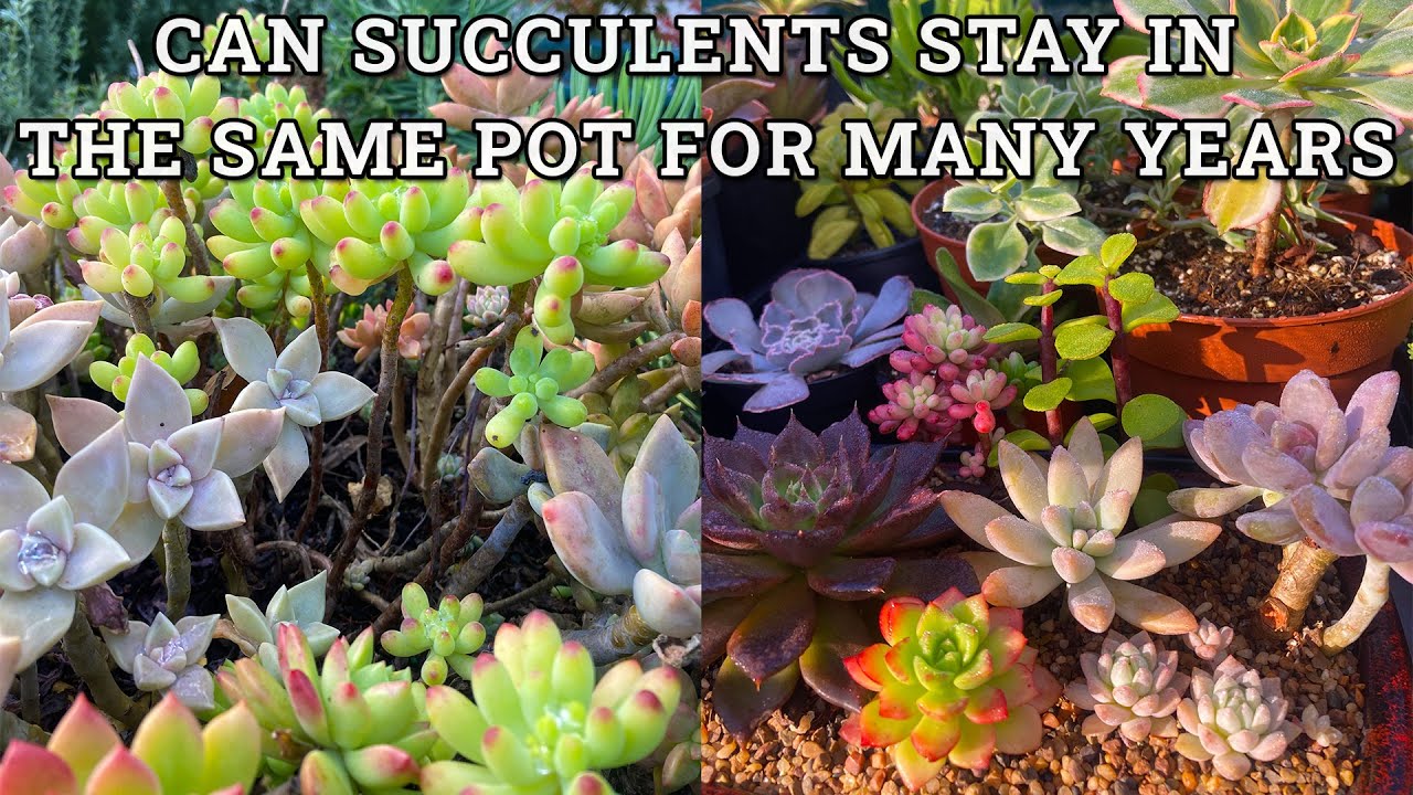 Can succulents stay in the same pot for 30 years