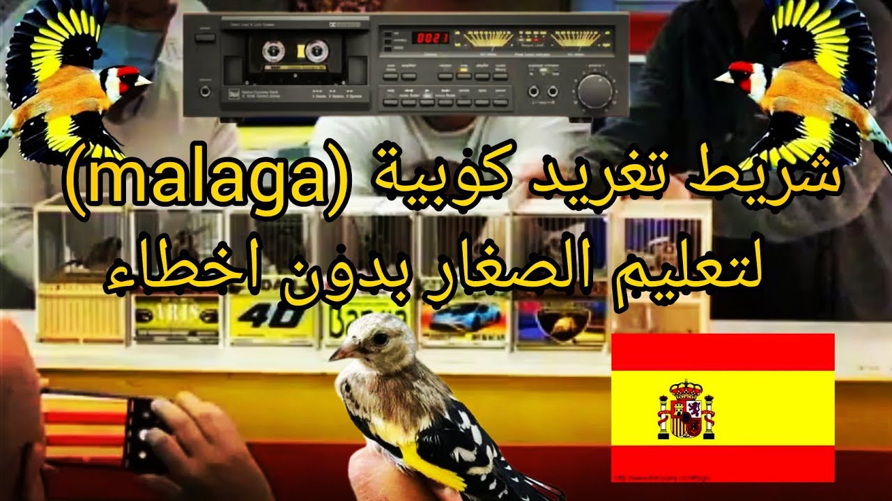 شريط تغريد كوبية ملقا بدون اخطاء لتعليم الصغار2023 #تغريد #اسبانيا