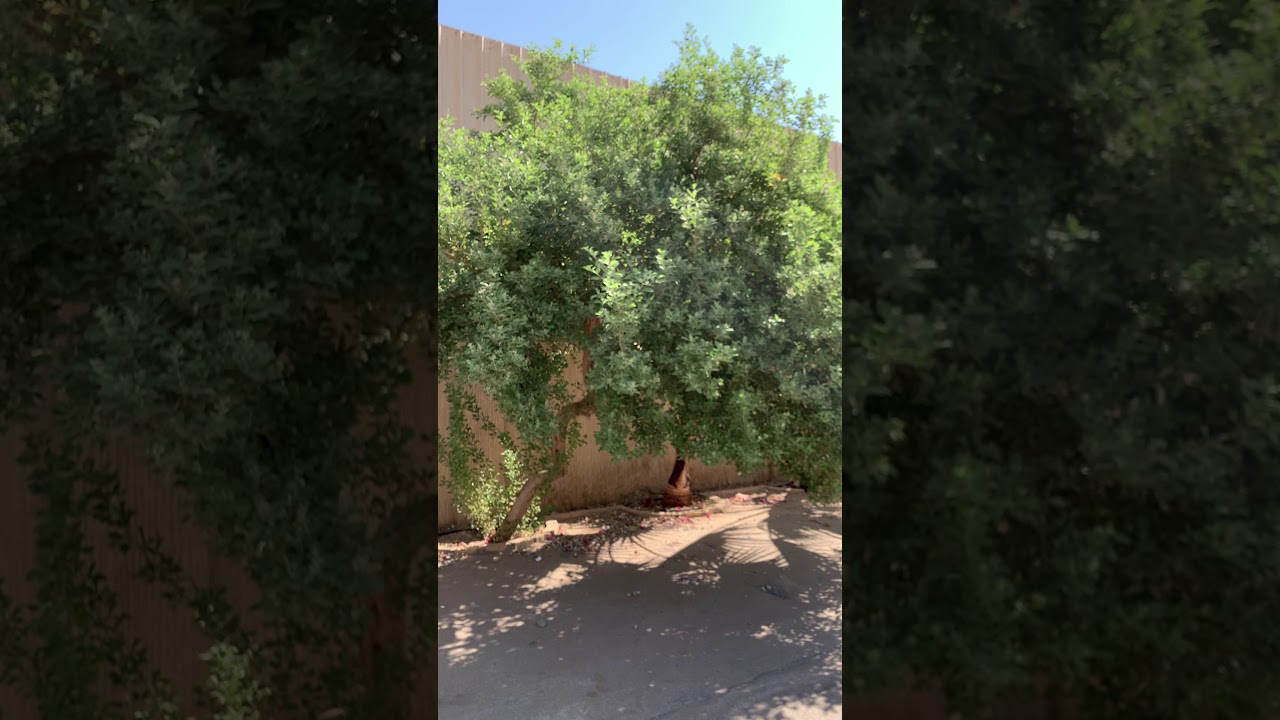 شجرة الوايتكس مصدات وأسيجة