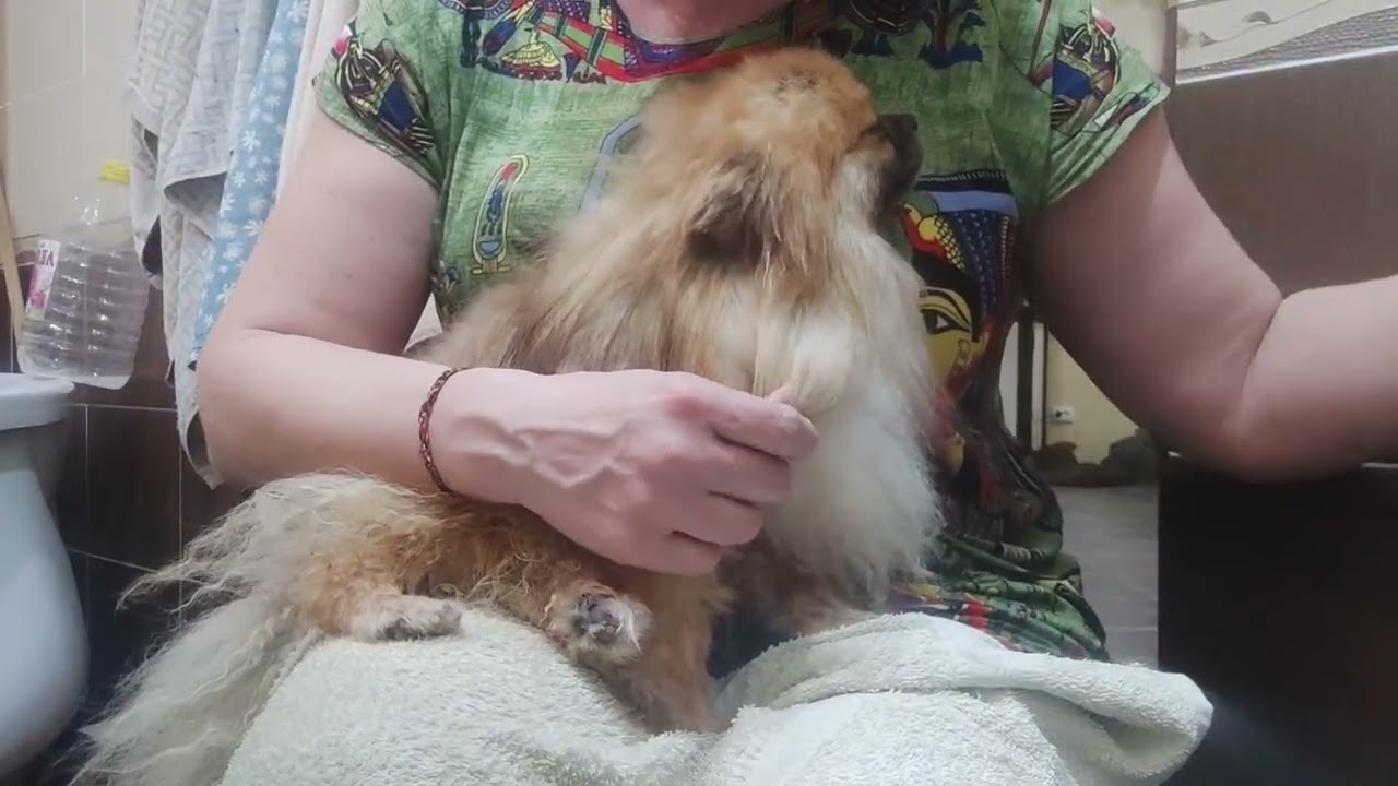 А у нас вечерок ухода и красоты😄👌Дамиан готов радовать семью🐾🤗 Продажа доставка по миру+79788972514