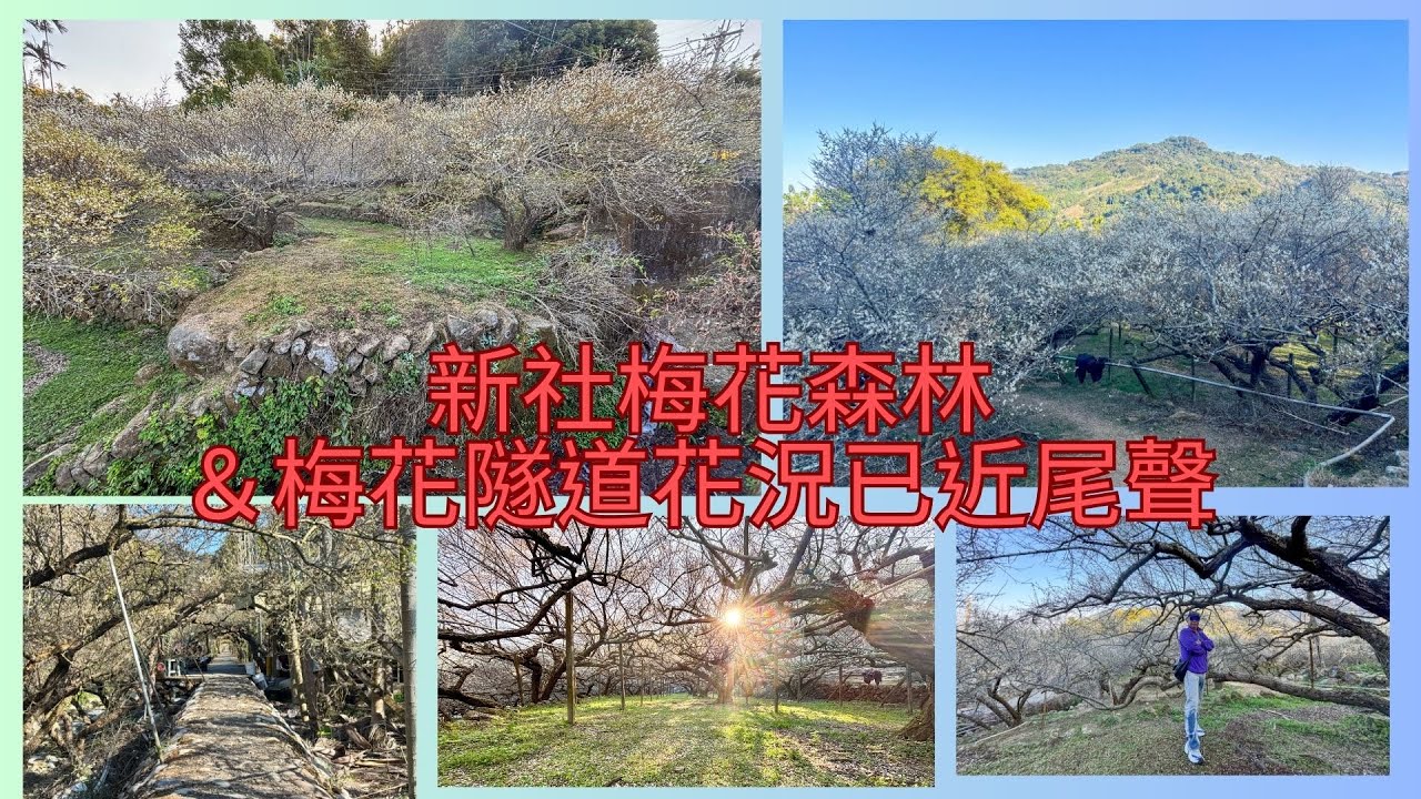 20260120萬ㄟeye台灣～新社梅花森林＆梅花隧道花況已近尾聲/請打開CC字幕   4K