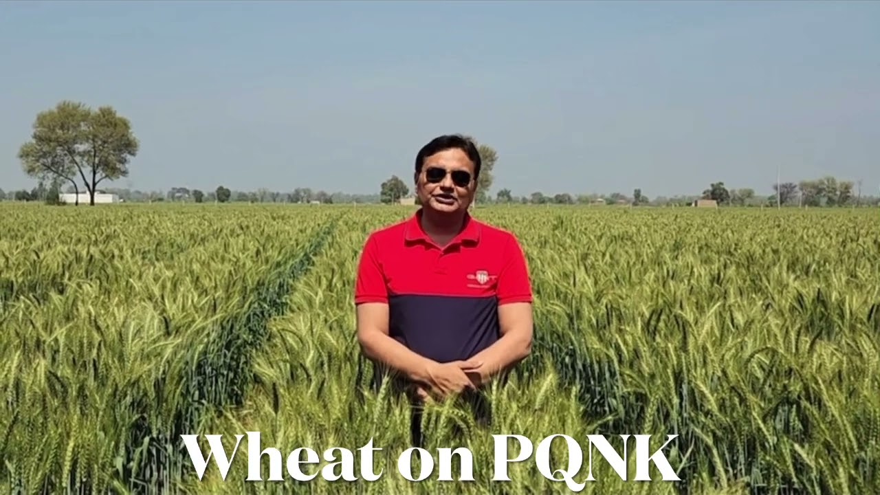 Mr. Ashish Mehta share his success story of producing wheat crop using PQNK process.