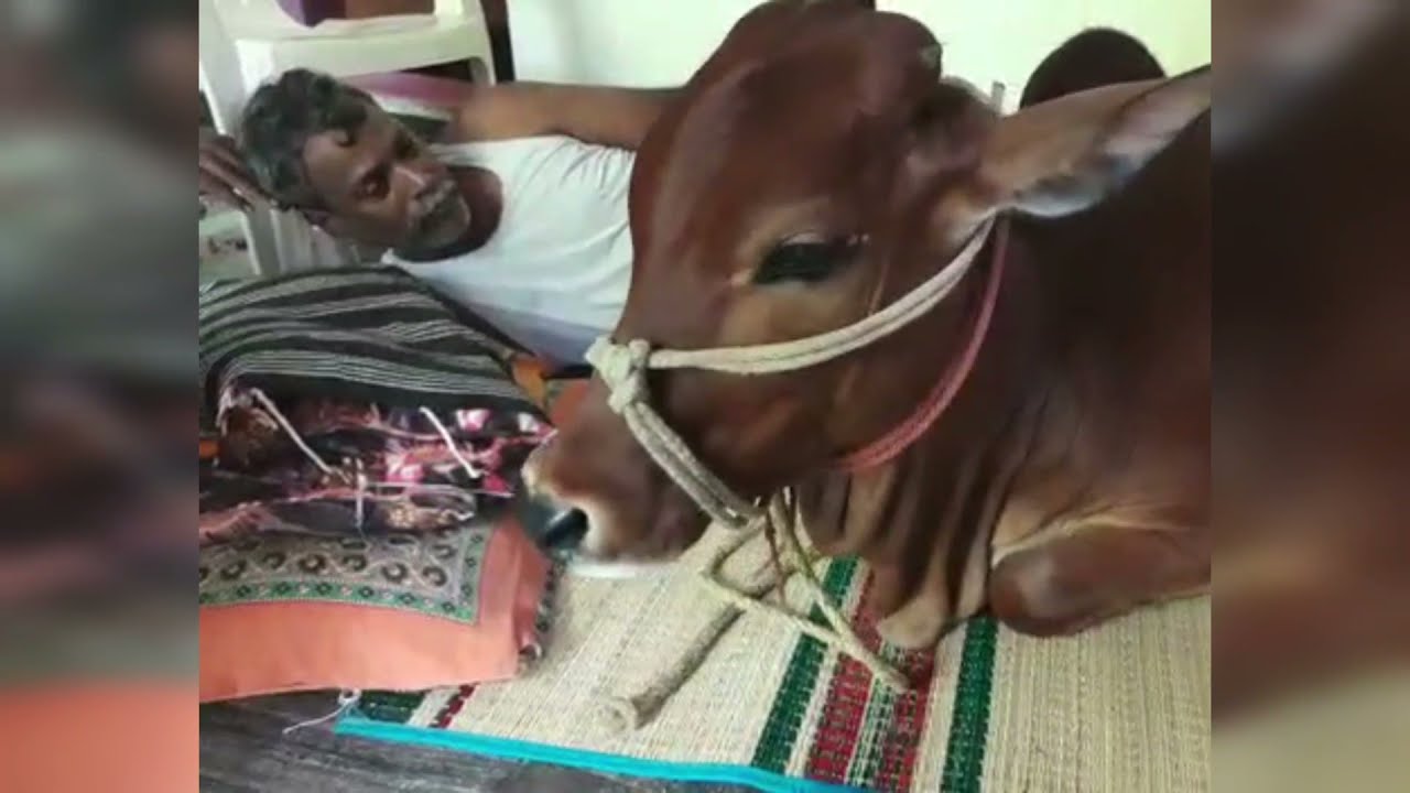 எனக்கு புது பாய் தான் வேனும்|| watch till the end