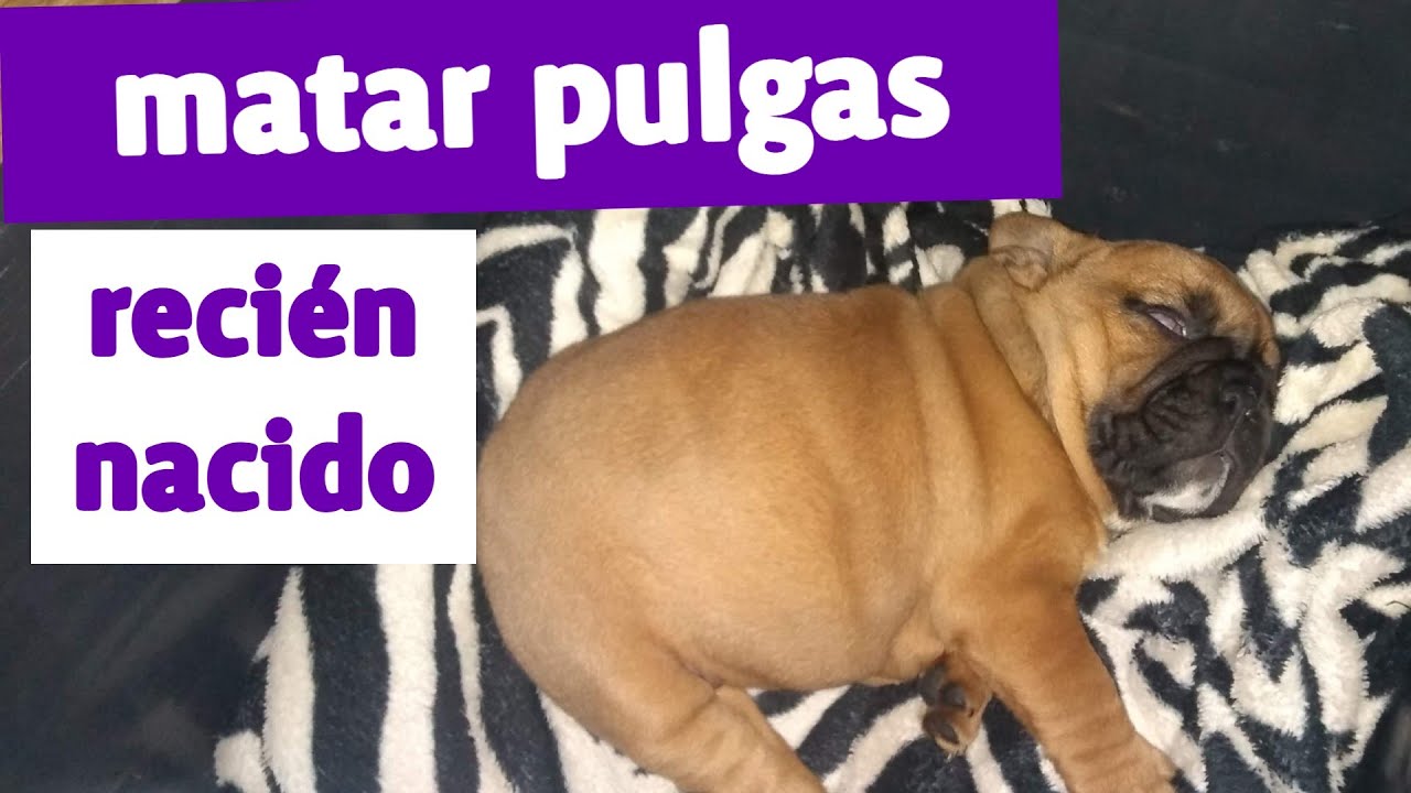 Cachorro recién nacido con pulgas ¿ Qué hacer ?