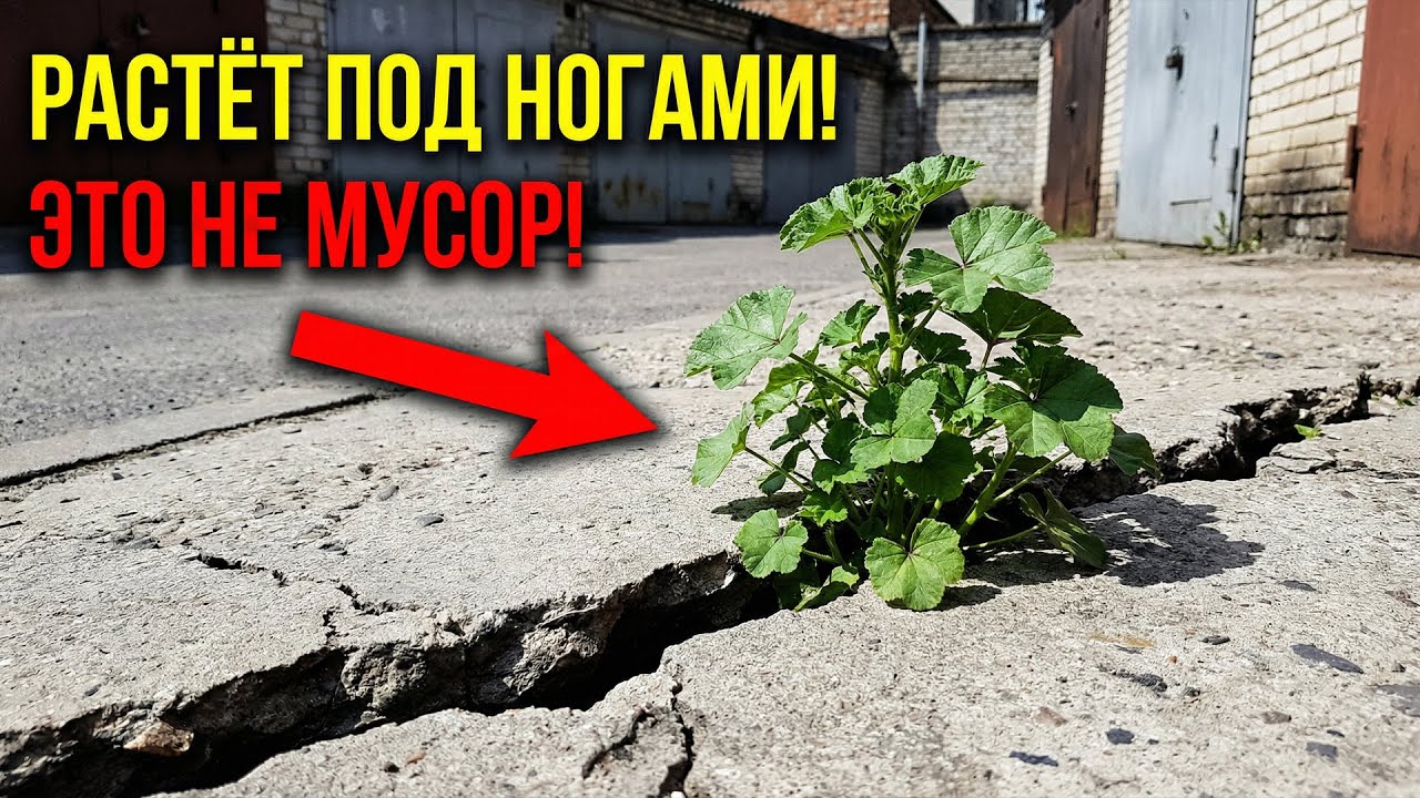 РАСТЁТ ПОД НОГАМИ! Бесплатная «аптека», которую вы считали мусором