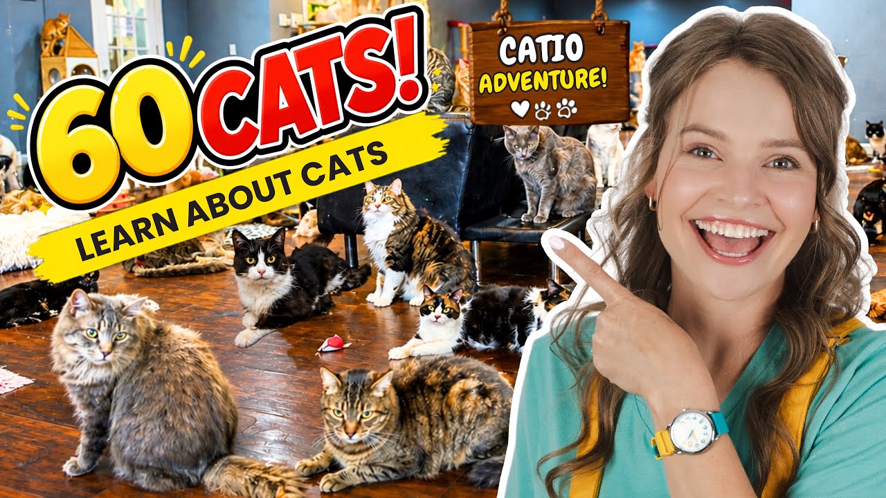 Silly Miss Lily Visits the Catio to LearnAbout Cats🐱 - Pet Care & Gentle Hands for Toddlers & Kids