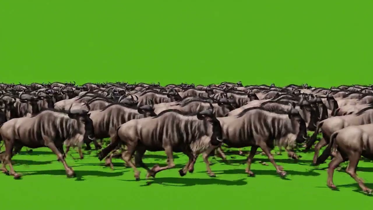 Wildebeest Animal Running Green Screen | Wildebeest Race Green Screen