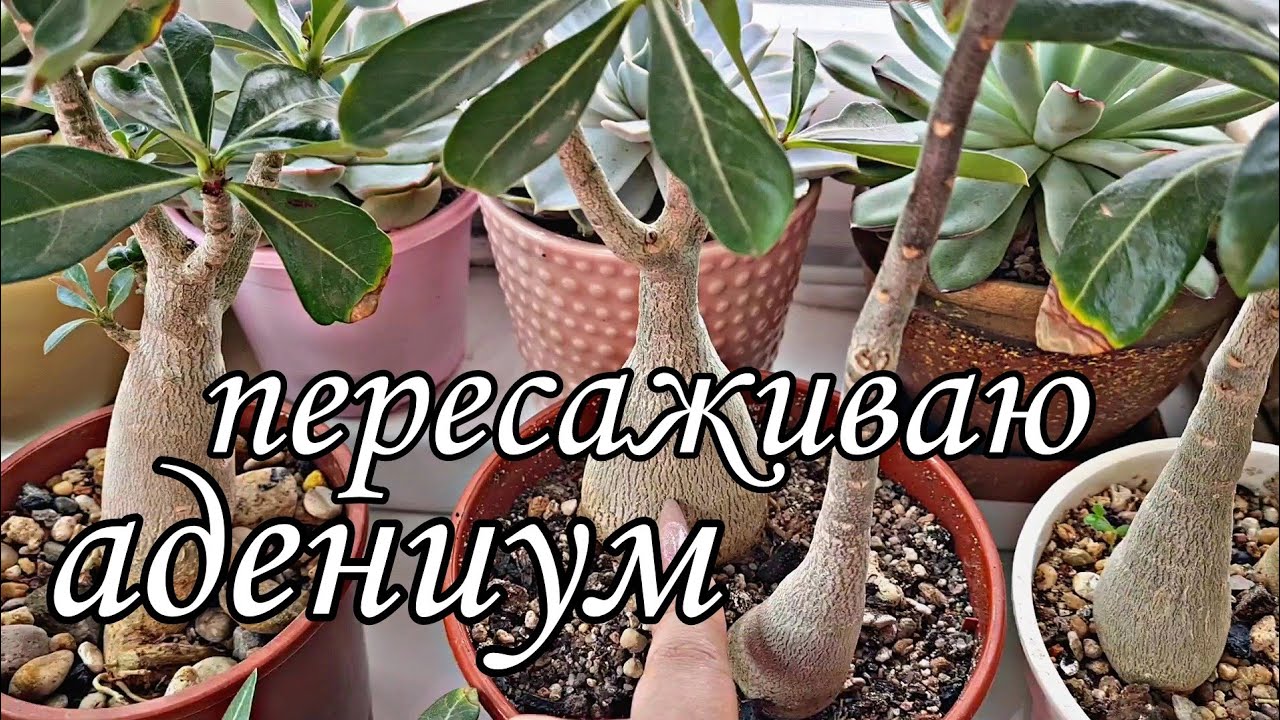 Пересаживаю адениумы. Как нарастить каудекс? #adenium