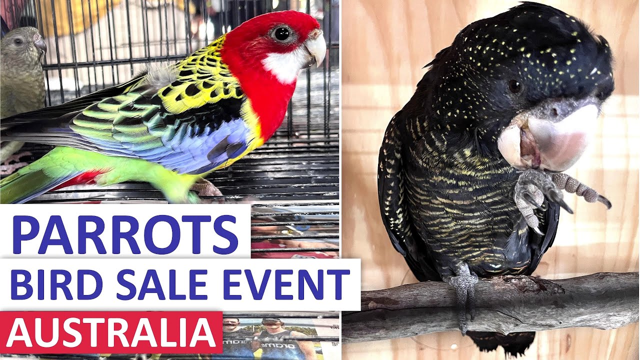 🦜BIRD SALE, PRICES, HAPPY&HEALTHY #parrots  #australia /BLACK #cockatoo #eclectus #rosella #birds