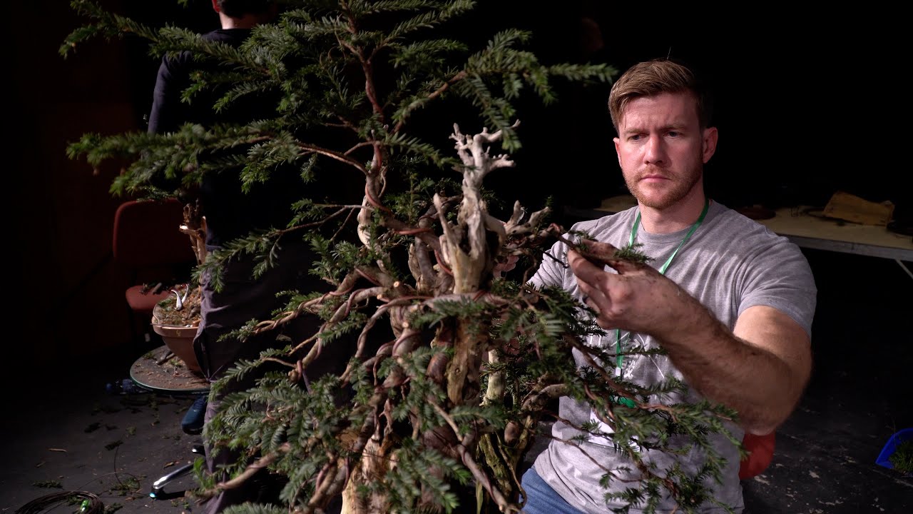Bjorn Bjorholm creates a Taxus Bonsai