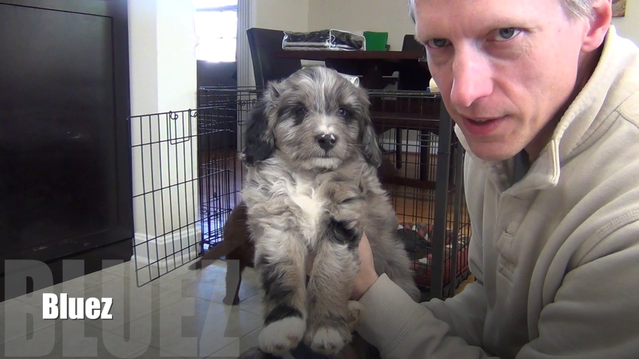 Mini AussieDoodle puppies at 7 weeks old
