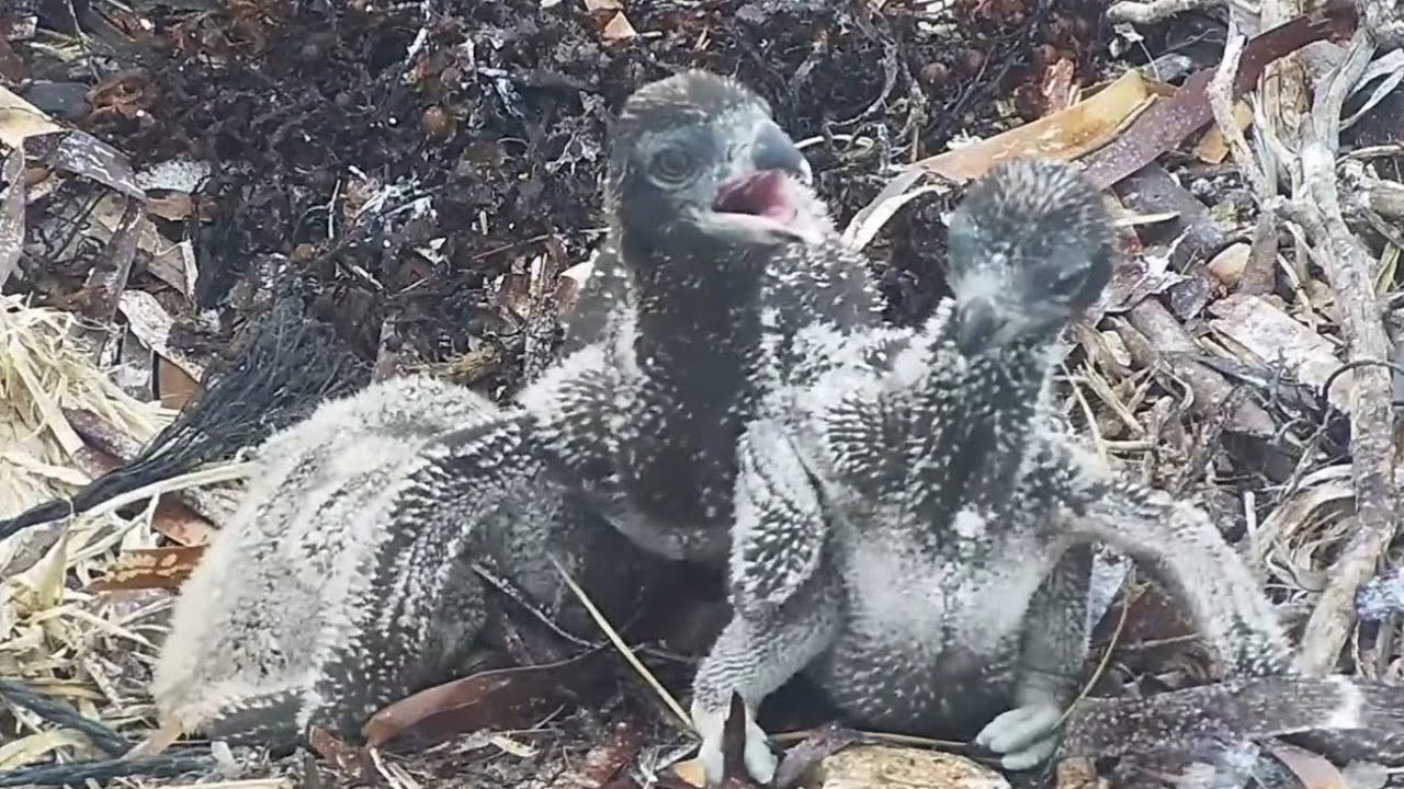 Port_Lincoln Osprey | Big bob aggressive on little bob | Oct 3, 2022